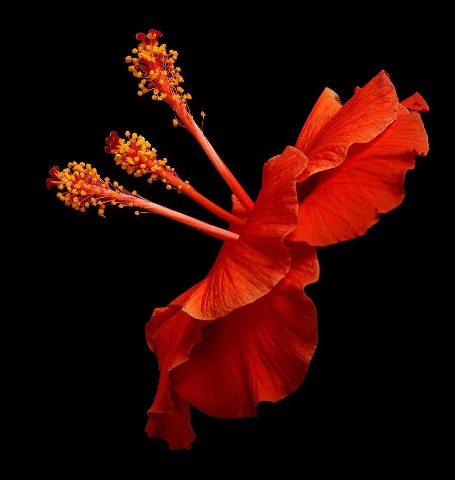 Vonflora Superflower 58.jpg