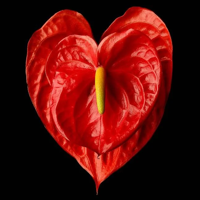 A red anthurium flower with a heart-shaped leaf and a yellow spadix, set against a black background.