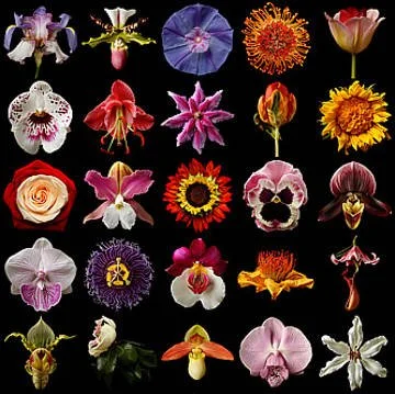Array of various colorful flowers and orchids on a black background.