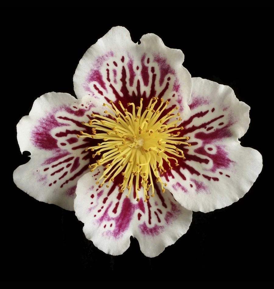 Vonflora Superflower 31.jpg