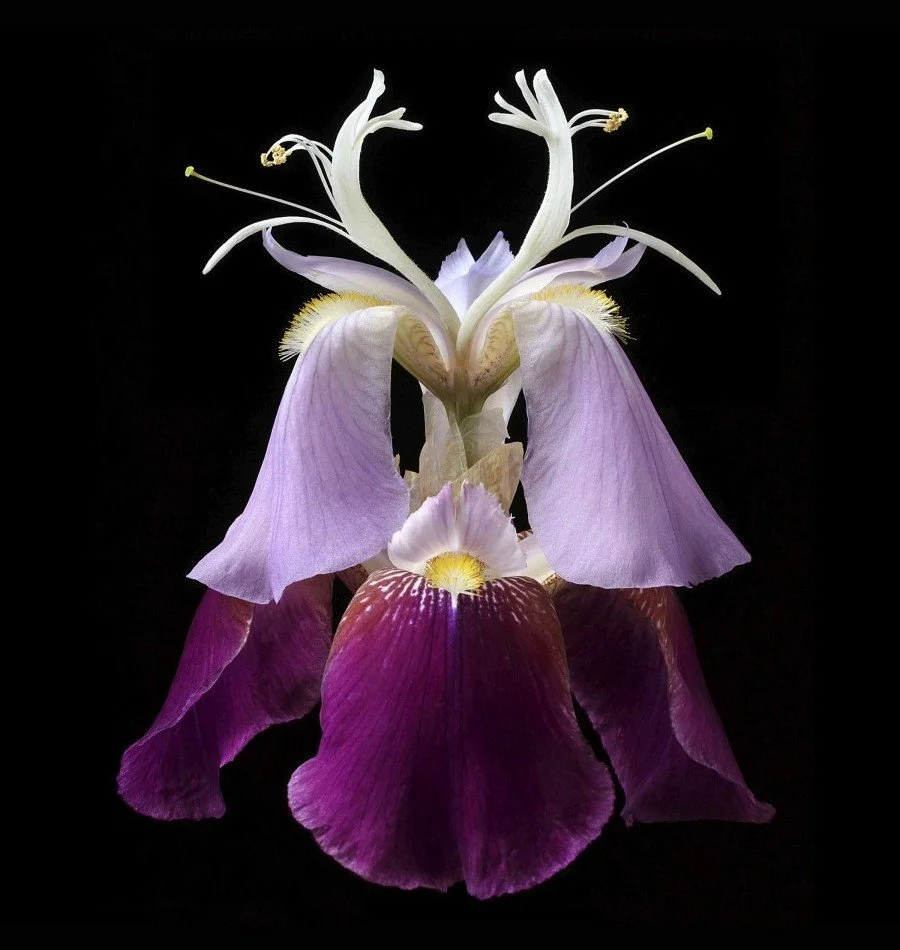 Vonflora Superflower 16.jpg