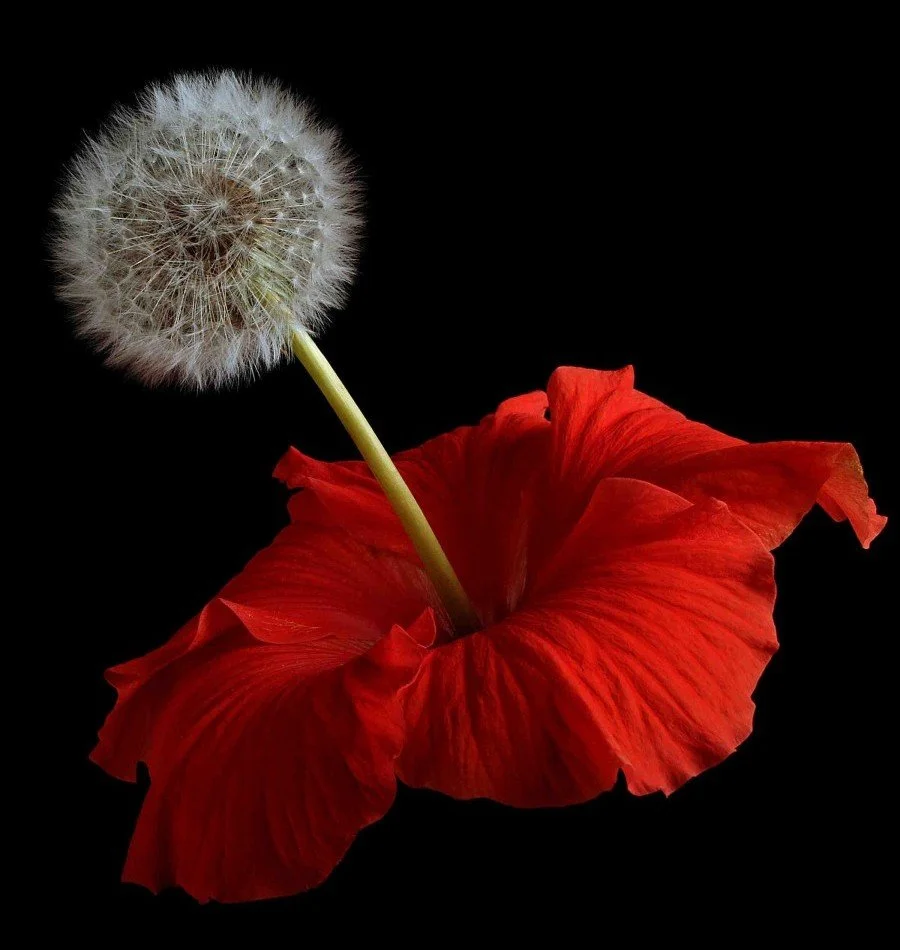 Vonflora Superflower 60.jpg