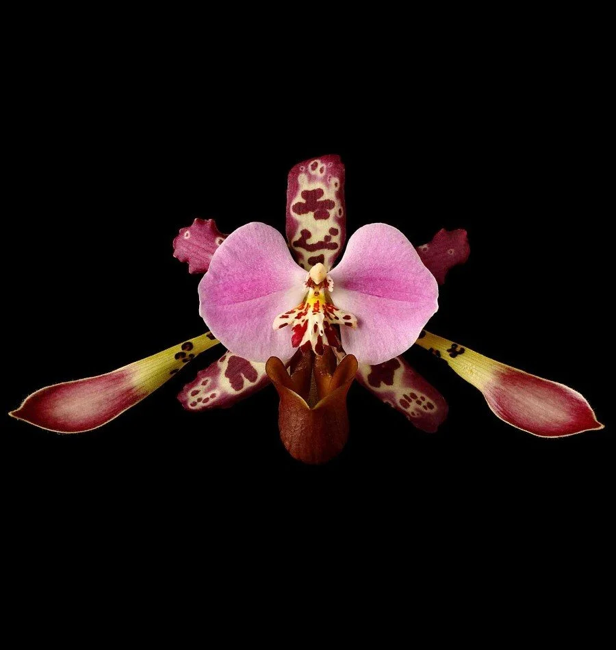 Vonflora Superflower 34.jpg