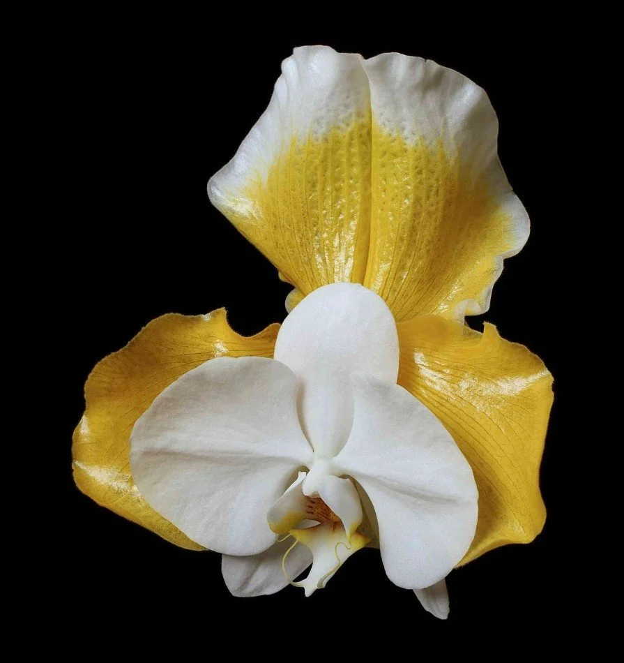 Vonflora Superflower 51.jpg