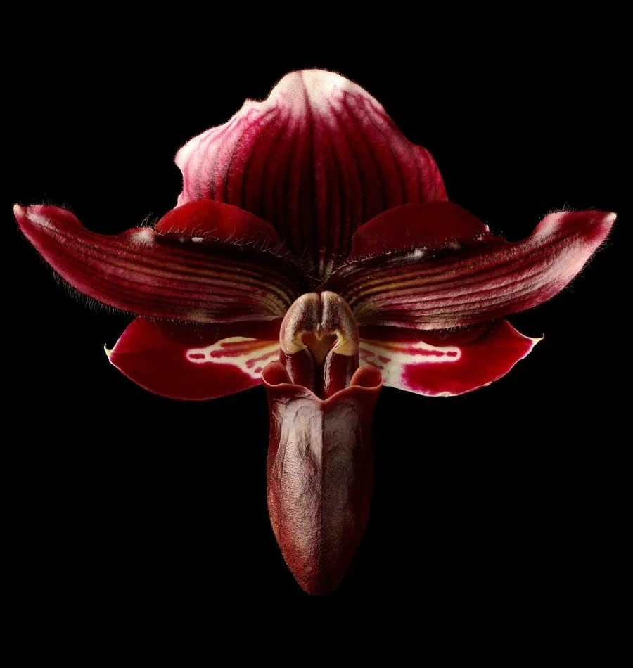 Vonflora Superflower 56.jpg