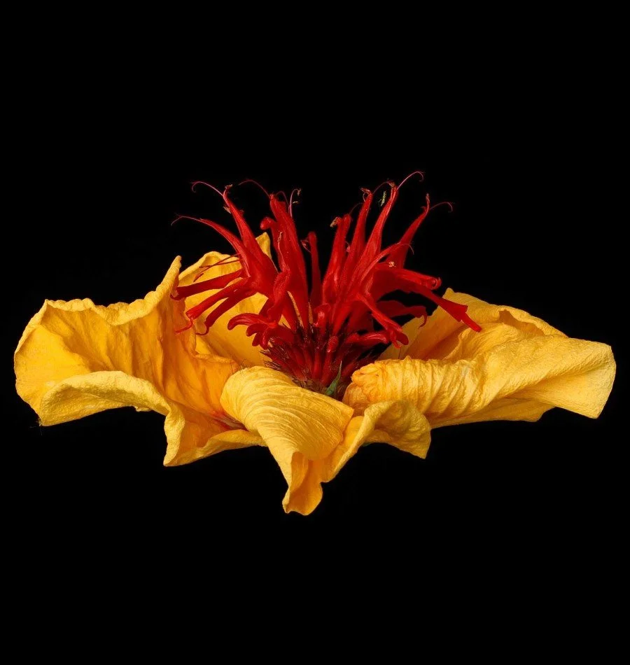 Vonflora Superflower 38.jpg