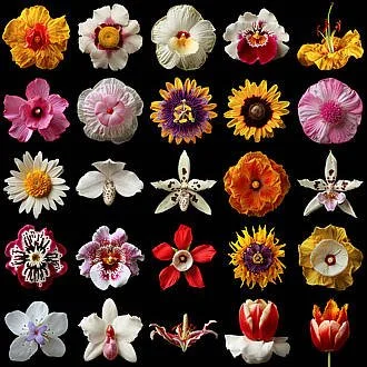 Collection of various colorful flowers arranged in rows on a black background.