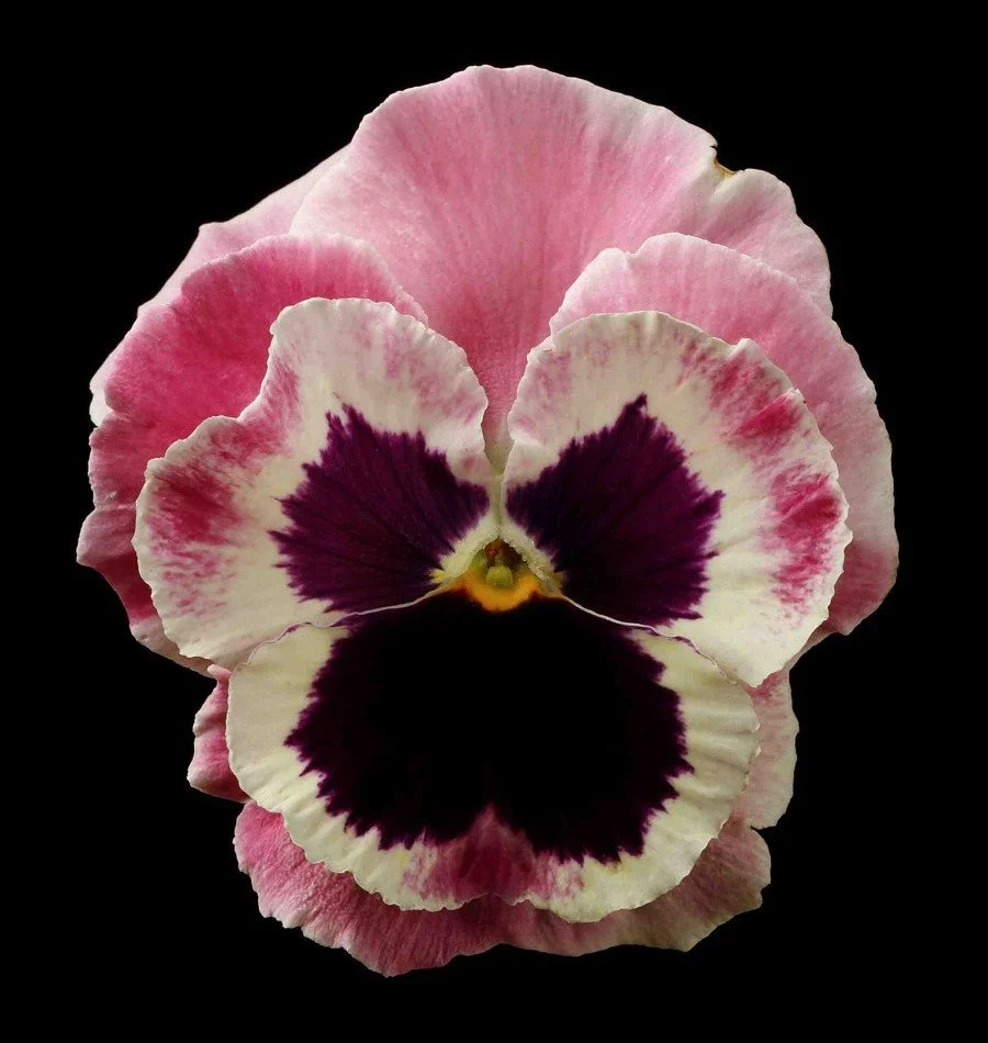 Vonflora Superflower 44.jpg