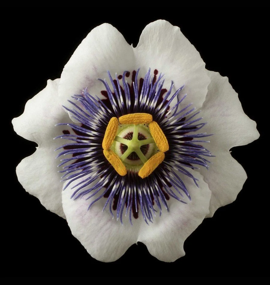 Vonflora Superflower 04.jpg