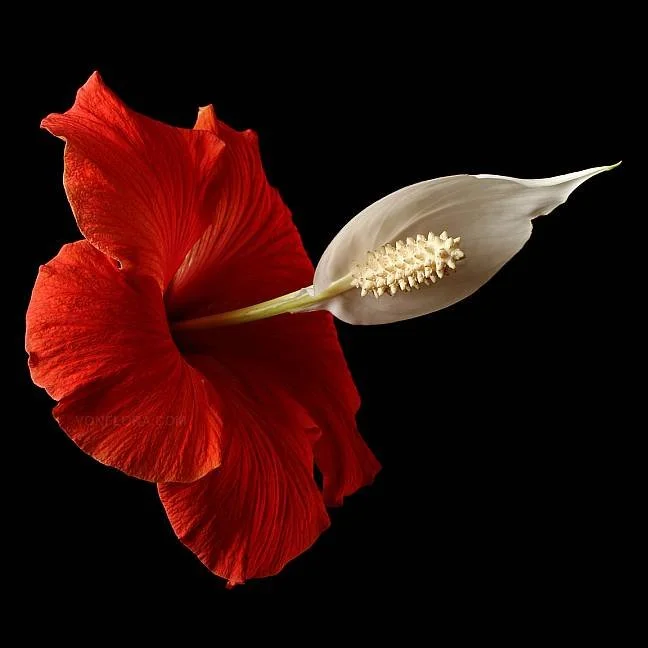 A close-up of a red hibiscus flower with a white peace lily flower attached at the center against a black background.