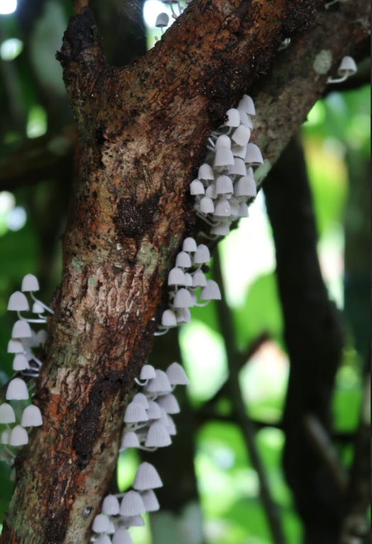 Cluster of small white mushrooms growing on a tree trunk in a forest.