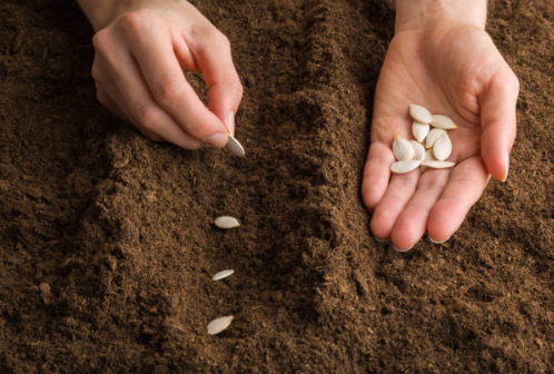 Person planting garlic cloves into soil.