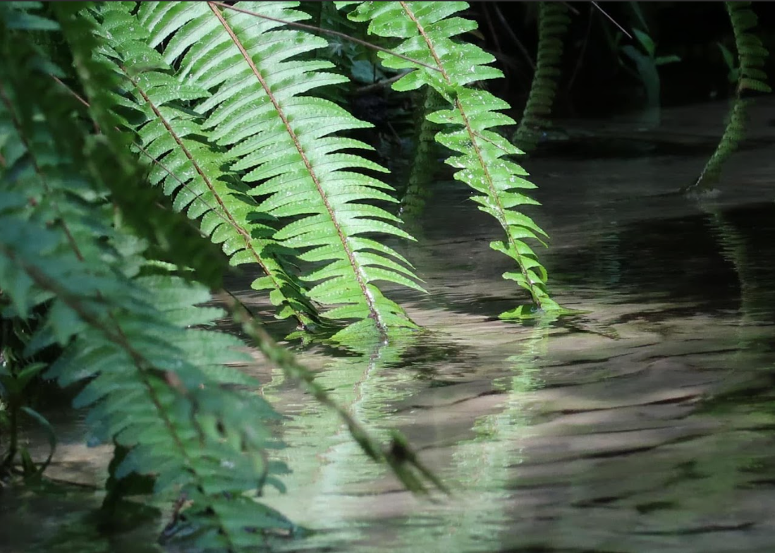 Green fern leaves hanging over a calm stream of water, reflecting the leaves below.