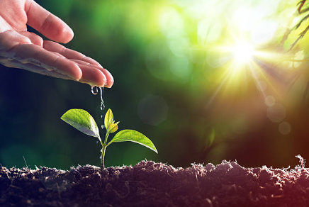 A hand watering a young plant in sunlight, symbolizing growth and nature.