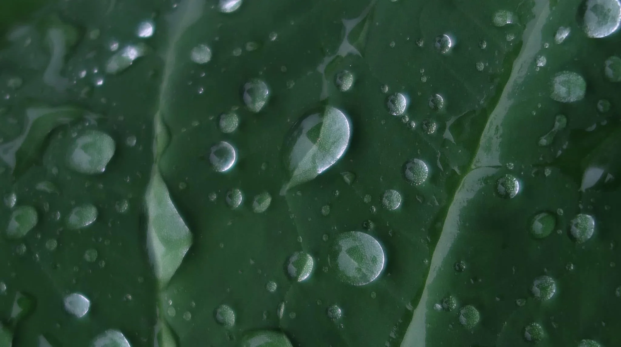 Close-up of a green leaf covered with water droplets