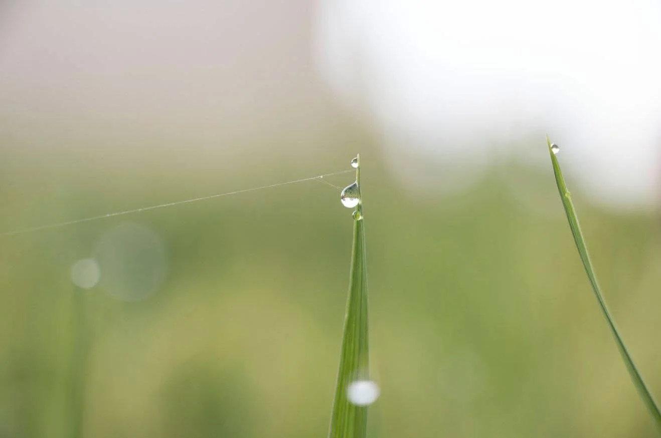 Close-up of blades of grass with water droplets and a faint spider web on one blade, blurred green and white background.
