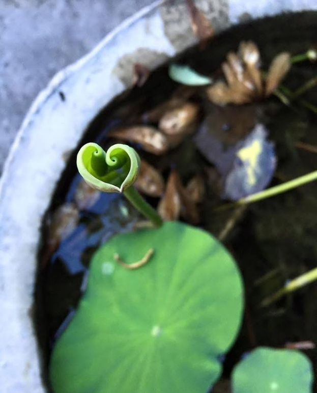 Close-up of a green water lily leaf with a water lily sprout curling inward, floating in a pond surrounded by fallen leaves.