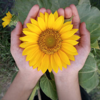 Person's hands holding a bright yellow sunflower with green leaves in the background.