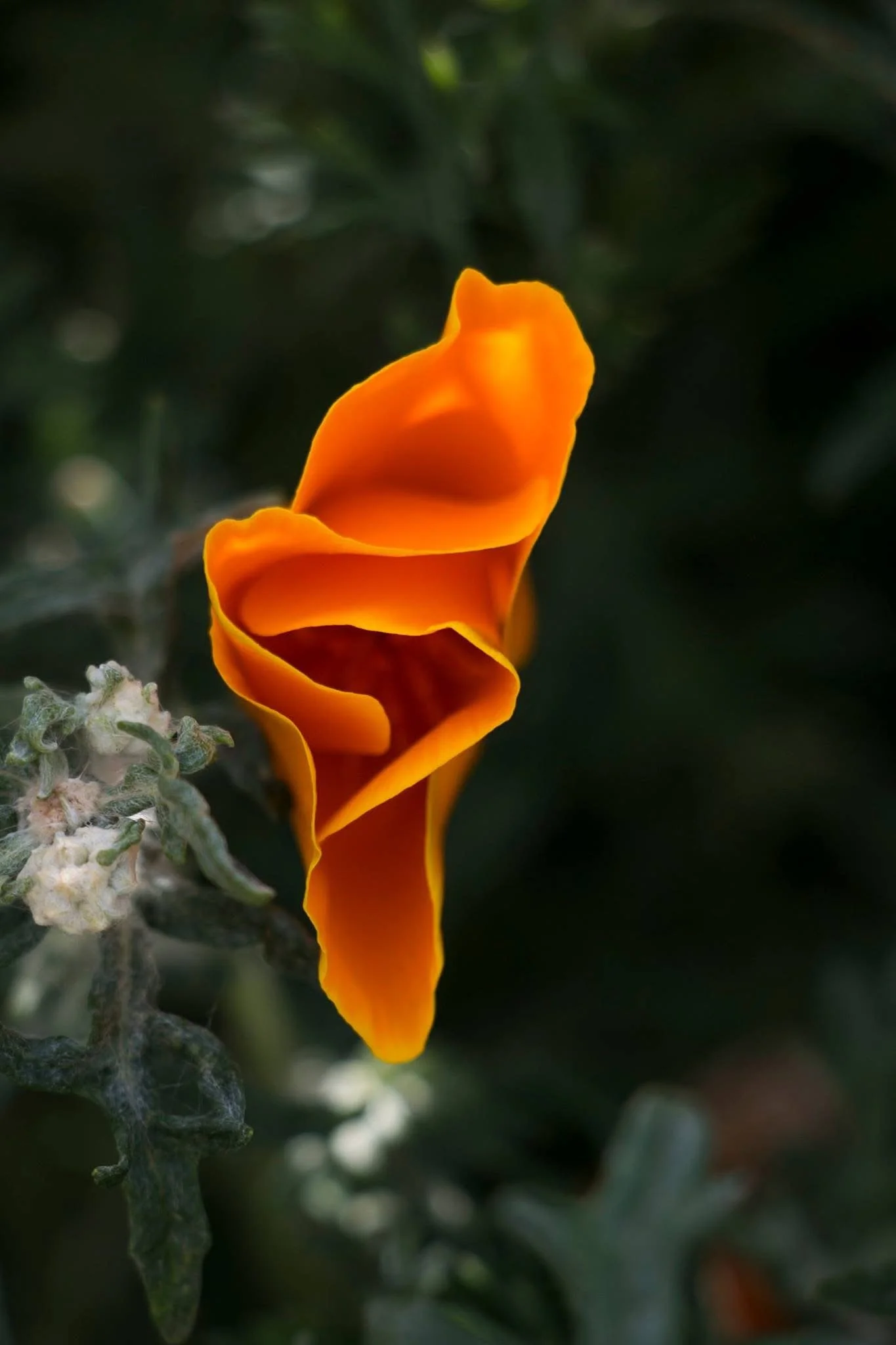 Close-up of an orange California poppy flower blooming among green foliage.