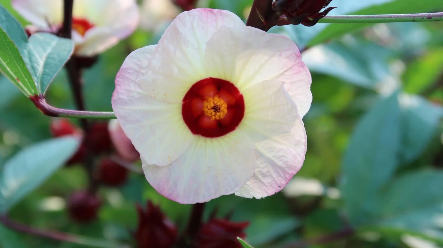 Close-up of a white flower with pinkish edges and a red center, surrounded by green leaves.