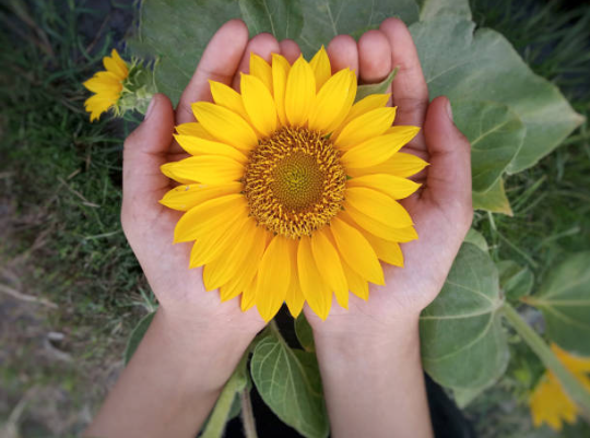Person holding a vibrant yellow sunflower with green leaves in the background.