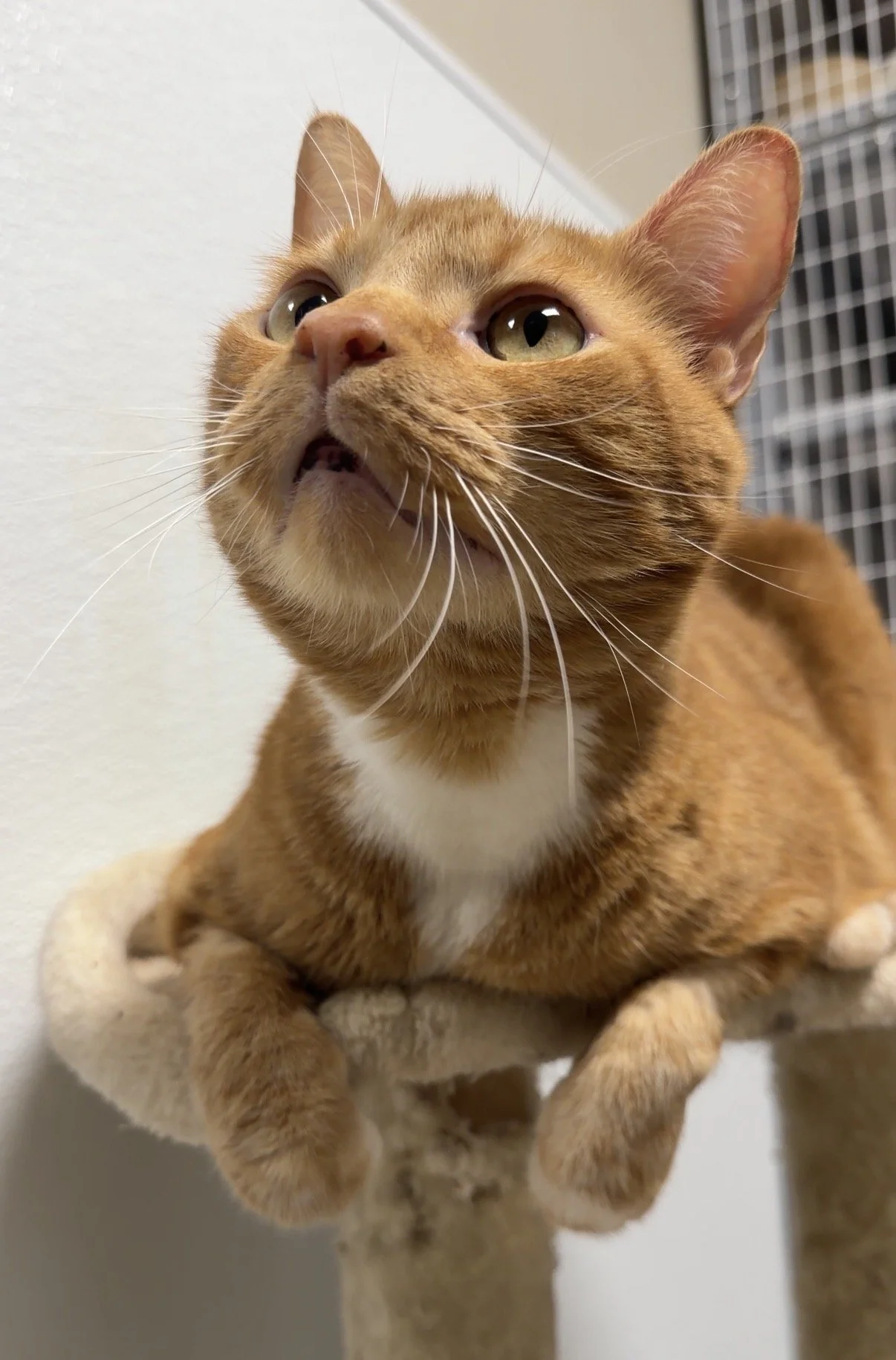 Adoptable cats available for adoption at Humane Society of Blue Ridge in North Georgia