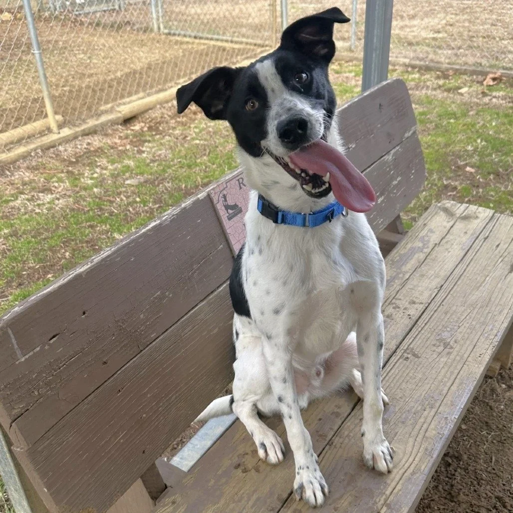 Humane Society of Blue Ridge - HANK