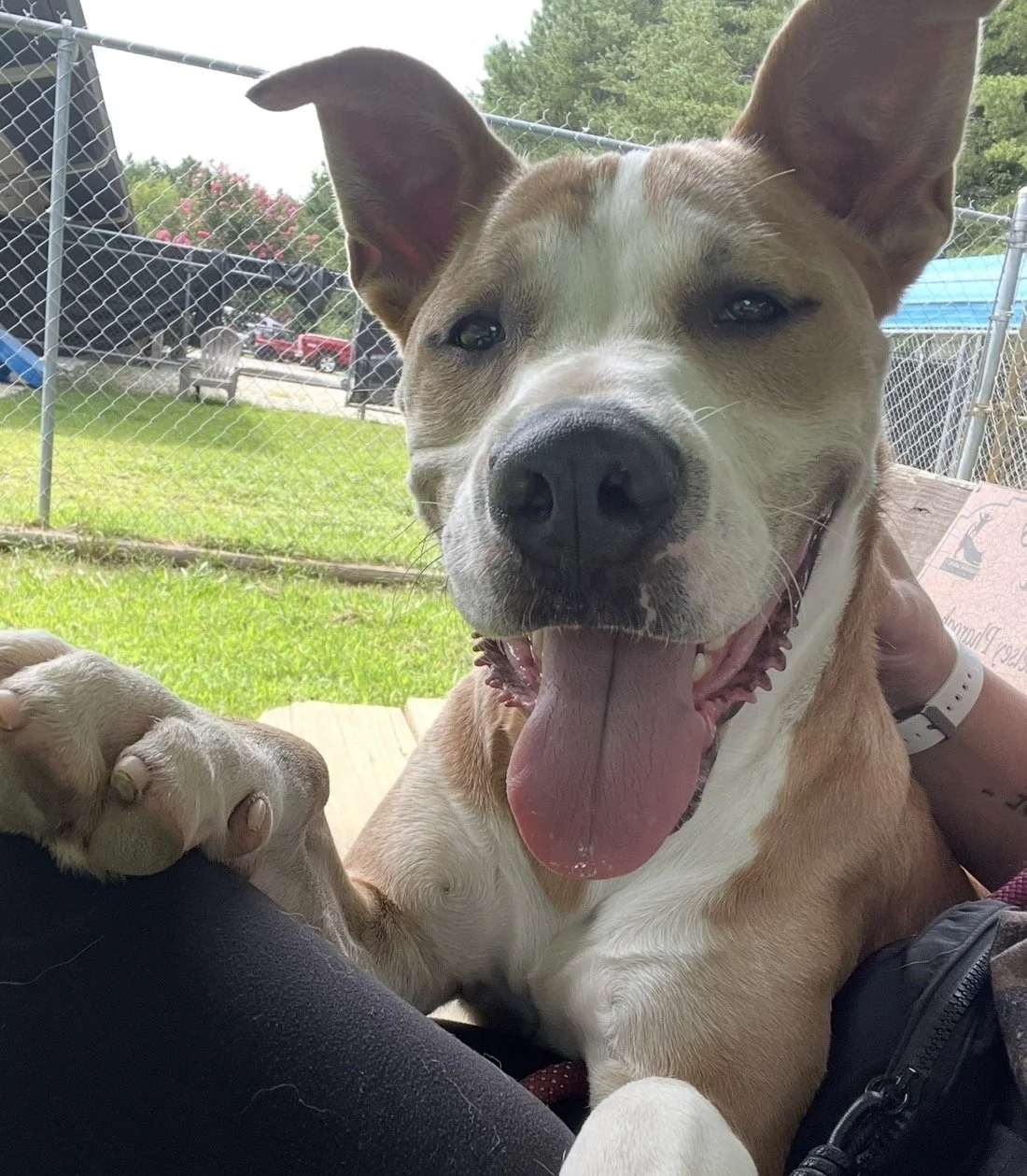 Fulton’s Second Chance: From a Euthanasia List to a Forever Home