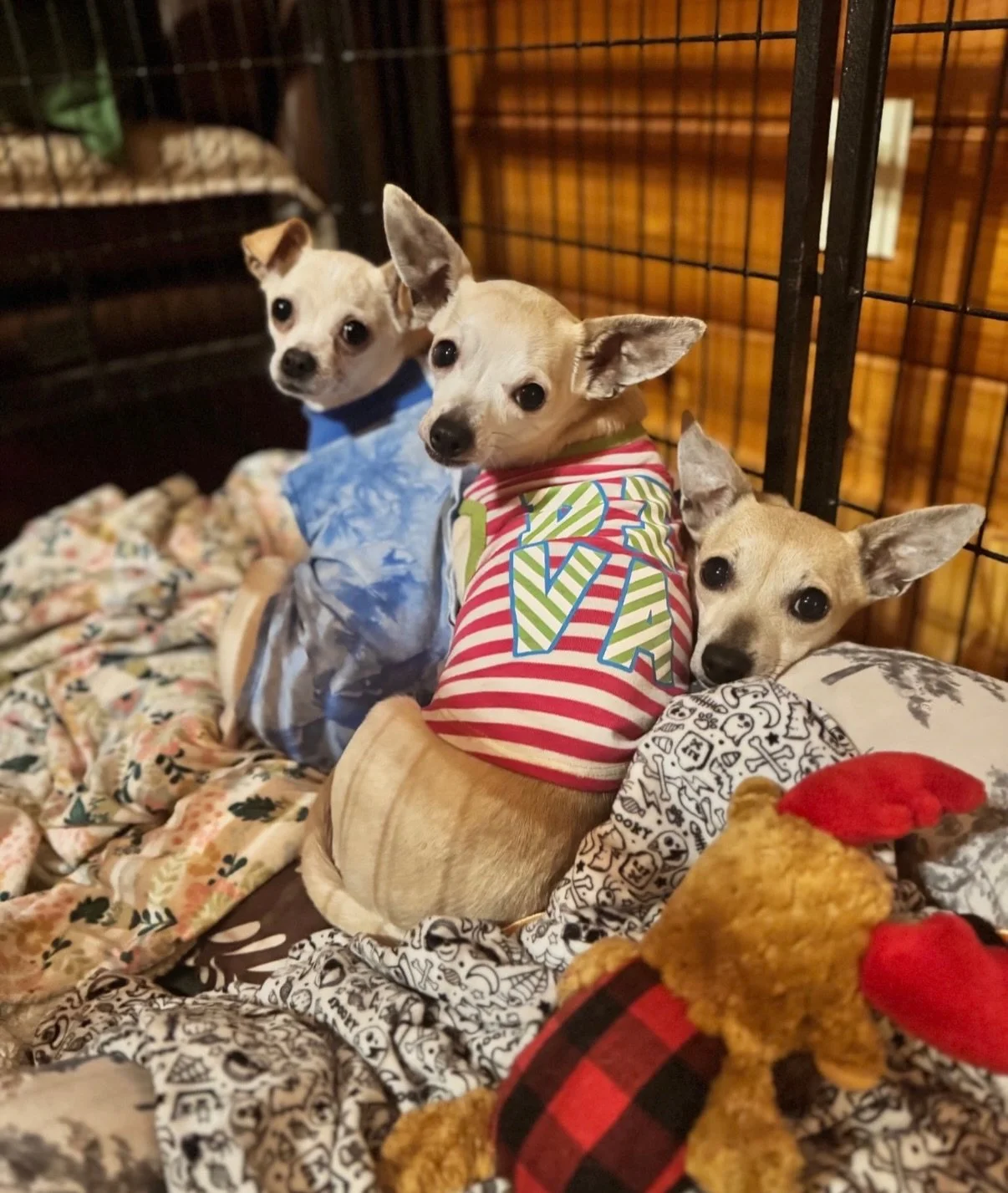 Meet ELLIE, ADA &amp;  LOU! ❤️&zwj;🩹

These three sweet chiweenies are safe today thanks to rescue efforts that pulled them from a neglectful backyard breeder situation and gave them a second chance at the life they deserve. 🥹

ADA (in red) and LOU