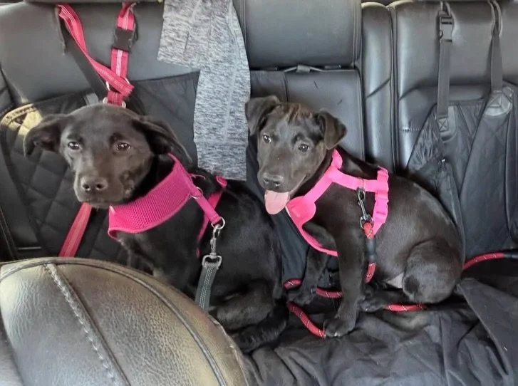The sweetest kind of happy ending!

We are thrilled to share that sisters PIPER and ANNIE have been adopted! 

Thanks to a wonderful day out with one of our board members, @cidsmith and her friends Kristen and Yvette, these two girls got to enjoy a s