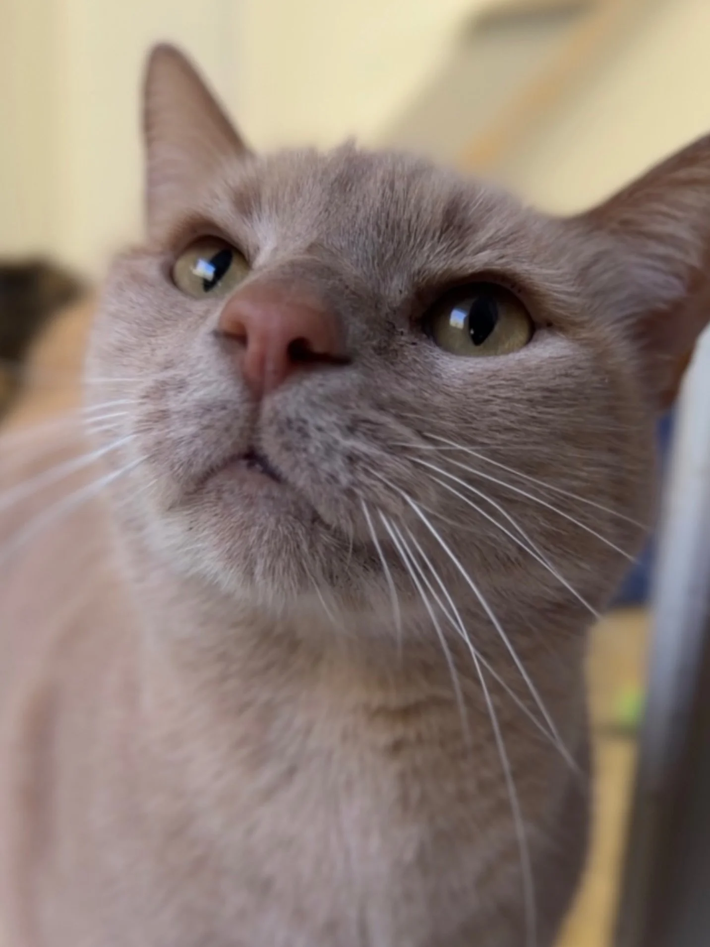 TOMMY is the kind of cat who just wants to be close to his person.

He came to @humanesocietyblueridge after his human was hospitalized and had to move into rehab. It was a heartbreaking change for someone who had clearly taken wonderful care of him.