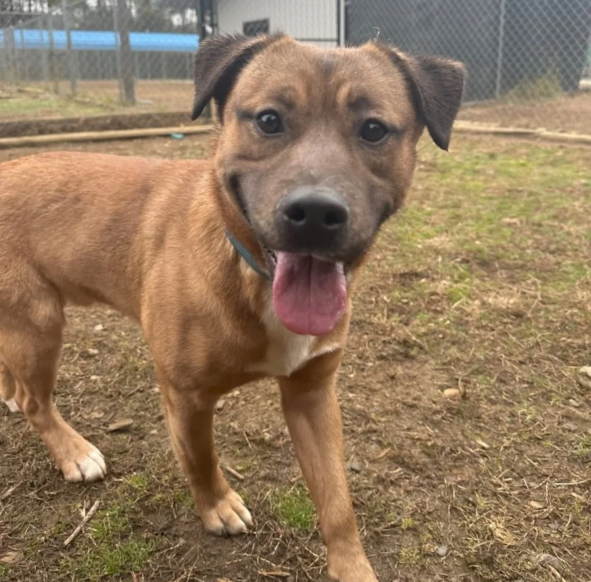 Back in January, we shared YODA&rsquo;s adoption announcement, and it was one we&rsquo;ll never forget.

After 11 months at Humane Society of Blue Ridge, YODA finally found his forever home. He came to us as a puppy, grew up in our shelter, and becam