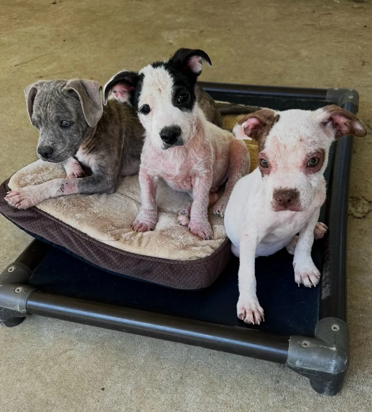Meet ROSS, VOLDEMORT &amp; GINNY! 

Three 3 month old puppies who came to us with demodectic mange, but are healing up well! 

Mange is common in puppies as their immune systems are not fully developed. 🥺

ROSS (brindle puppy on the left) has healed