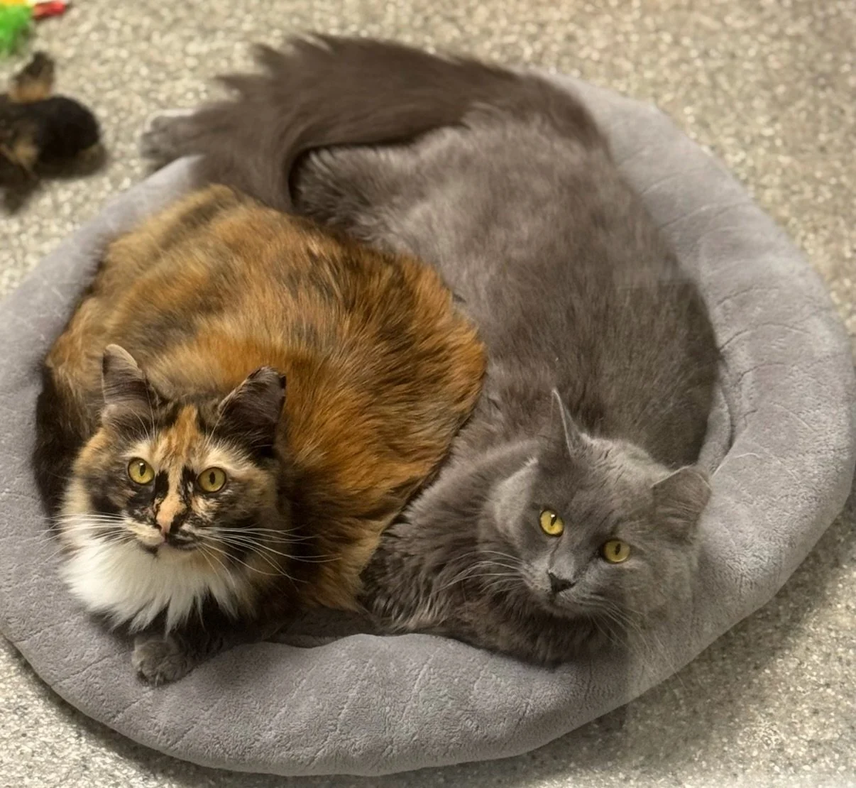 HANNA and HOLLY came to @humanesocietyblueridge together through a TNR program in Atlanta, and through every change, they have had each other.

Shelter life can be overwhelming, especially for cats who are not used to so much noise and activity. Both