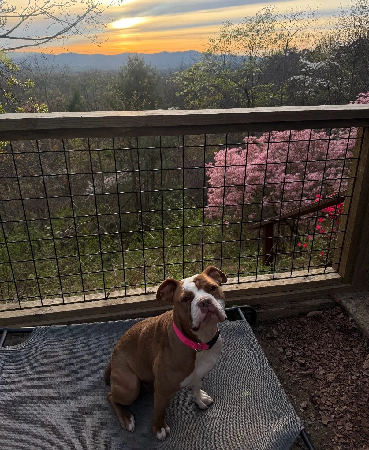 📣 WE HAVE A VERY IMPORTANT ADOPTION UPDATE! 📣 

**get your tissues ready**

CUPID, now PEACHES, has settled in with her forever family and they are absolute thriving! 🥹🍑

Her mom, Patricia says, "She is doing amazing and has truly been such 