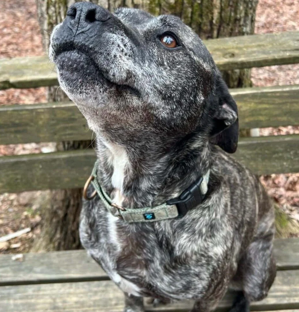 As a courtesy post for our new friend @keepingupwithkendallk who volunteers at @castoff_pet_rescue .. we want you to meet two very good boys who have spent far too long waiting for someone to choose them.

LOGAN (chocolate coat, 8 yrs old) has been i