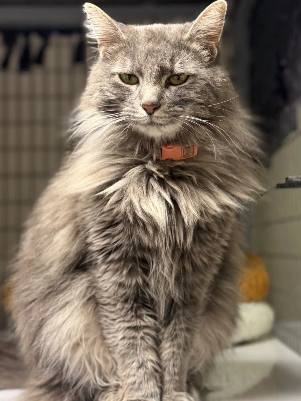 Three years old and carrying more than we&rsquo;ll probably ever fully know, FLUFFY has had a hard road before finding her way to us. 

Shelter life has been a big adjustment for her and lately, she&rsquo;s seemed a little shut down while she tries t