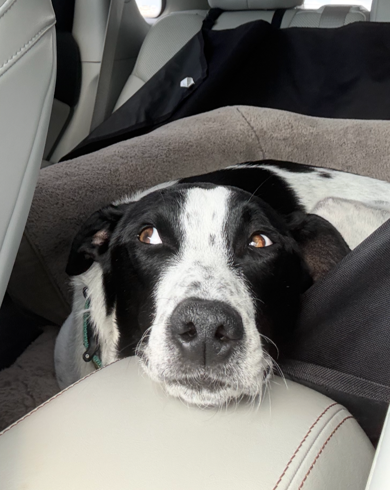 HANK’s Journey Home
