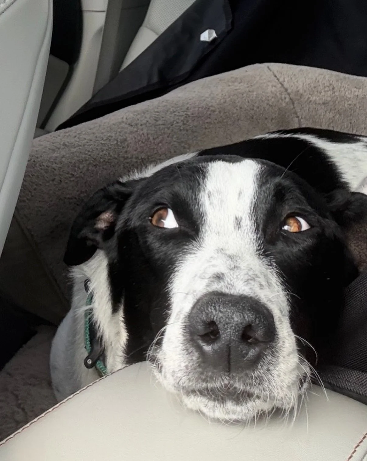 After 442 days at @humanesocietyblueridge HANK&rsquo;s journey finally led him home. From here North Georgia to downtown St. Petersburg, Florida, it took shelter staff, volunteers, transporters, a partner shelter, and one incredible adopter to change