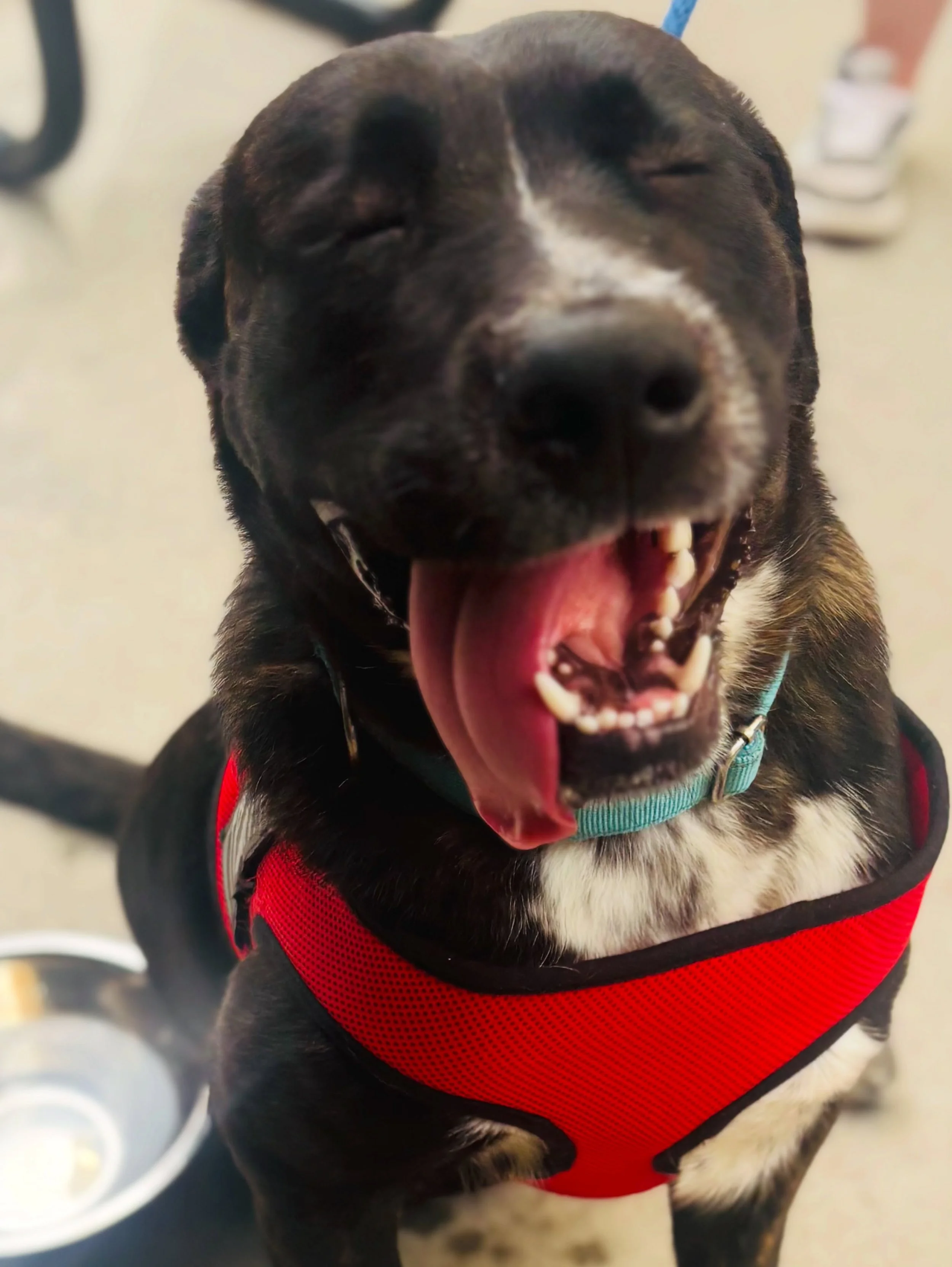 FERNANDO, ALABAMA &amp; LT. DAN did so well at our weekly Meet-a-Mutt yesterday!

They were so brave and met a bunch of new people and new dogs in a new place. 🥹 

All three of these dogs are ready for adoption &amp; all three will absolutely steal 