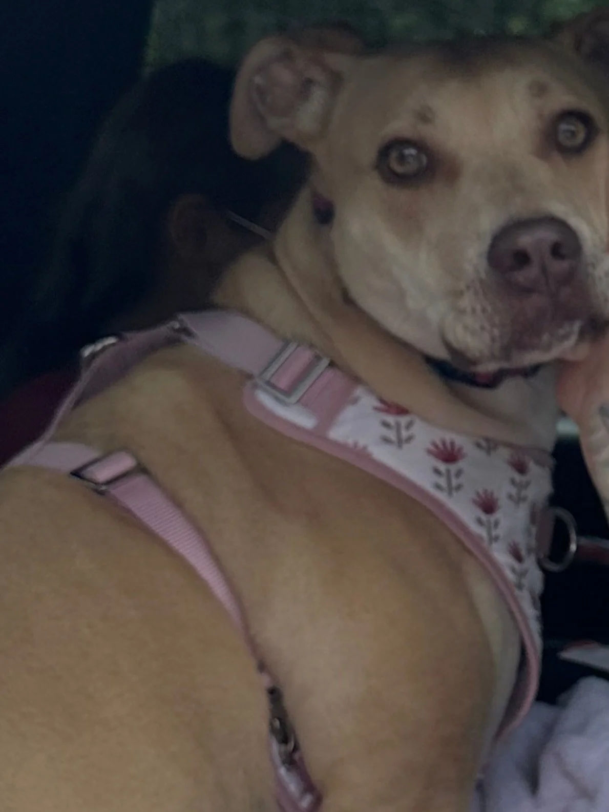🚨 LOST DOG - PLEASE SHARE 🚨

Our hearts are very heavy tonight.

MANDY, who was adopted from Humane Society of Blue Ridge today after being our longest resident, is missing. Shortly after arriving home, she jumped a fence and ran off.

📍 Last seen