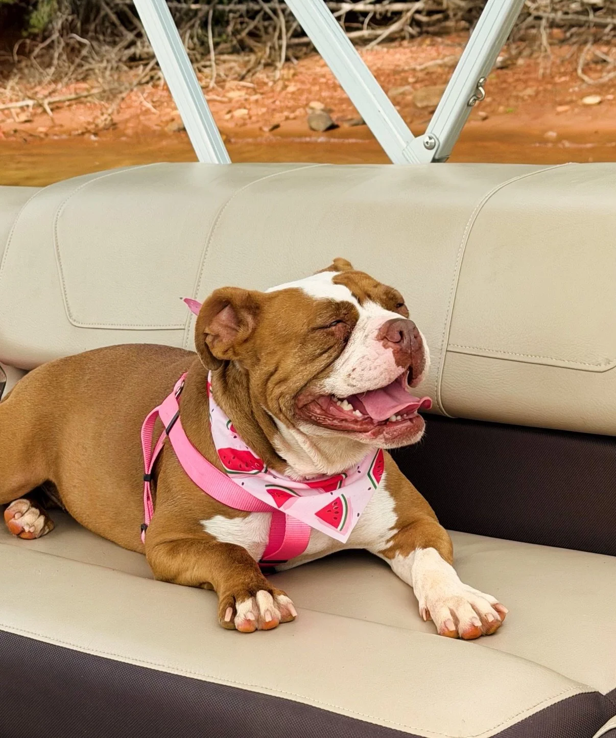 Three months later&hellip; just look at that smile. ❤️

We absolutely love receiving adoption updates, and this one made our day!

&ldquo;Just wanted to give y&rsquo;all a 3 month update on Peaches, aka CUPID. She is doing fantastic!&rdquo; 

Seeing 