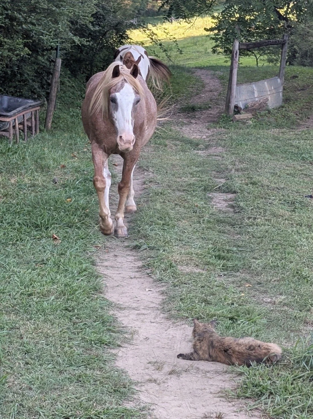 From Shelter Cat to Barn Queen
