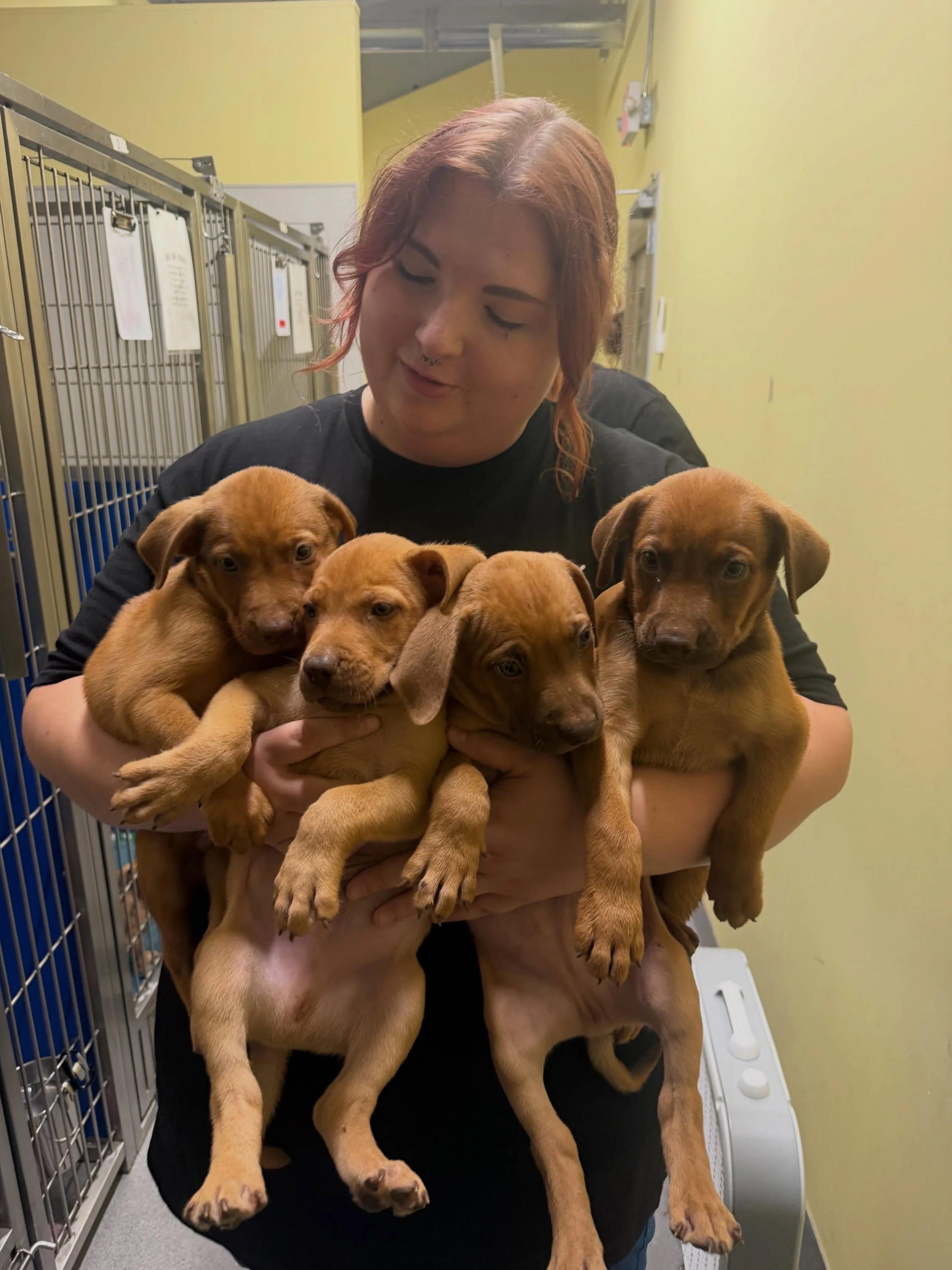 🎉 Meet our Beanie Babies litter! 🎉

HERBERT, KIRBY, FRECKLES, DARLING, MILLIE, APPLEJACK, HOOTSEY, and ACE are ready to steal your heart!

These adorable puppies will be making their debut at Puppypalooza tomorrow, and they&rsquo;ll be looking for 