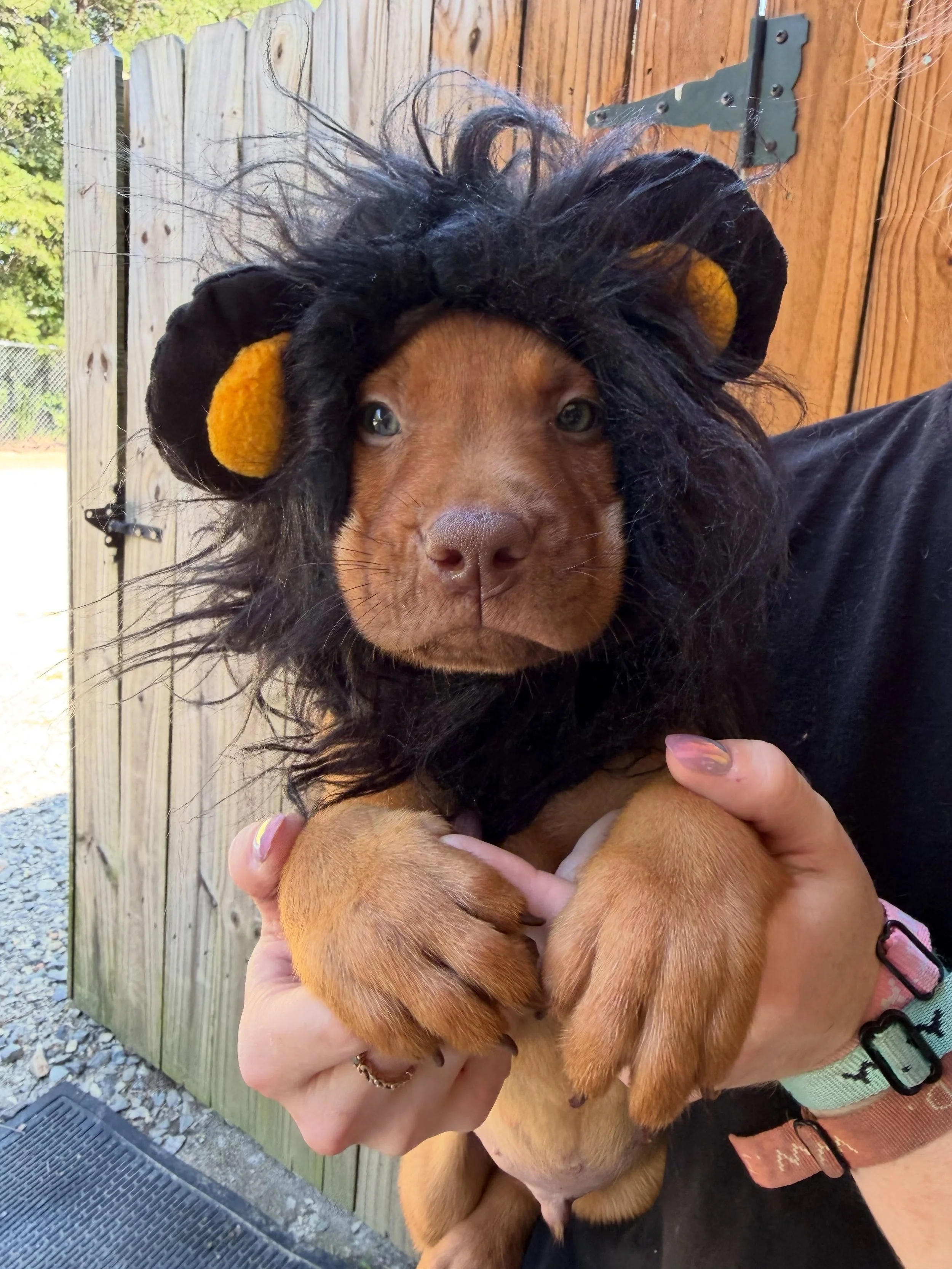 🎉 Meet our Beanie Babies litter! 🎉

HERBERT, KIRBY, FRECKLES, DARLING, MILLIE, APPLEJACK &amp; HOOTSEY  are ready to steal your heart!

These adorable puppies will be making their debut at Puppypalooza! today, and they&rsquo;ll be looking for famil