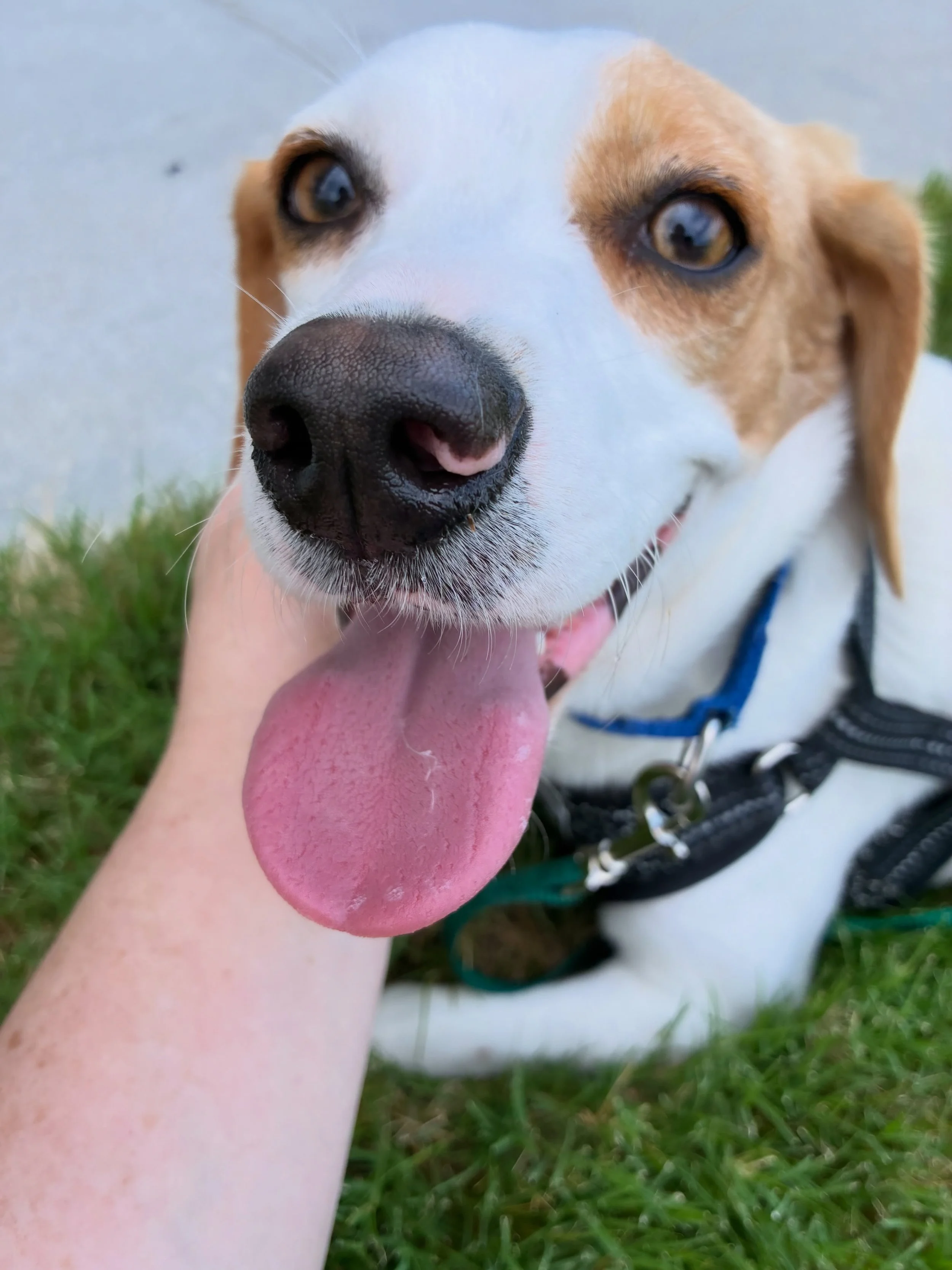 DUSTIN ate from his bowl this morning.

For most dogs, that may not be much of an update. 

For DUSTIN, it is a very big deal.

DUSTIN was one of five beagles who came us here at @humanesocietyblueridge from an absolute nightmare of a situation. They
