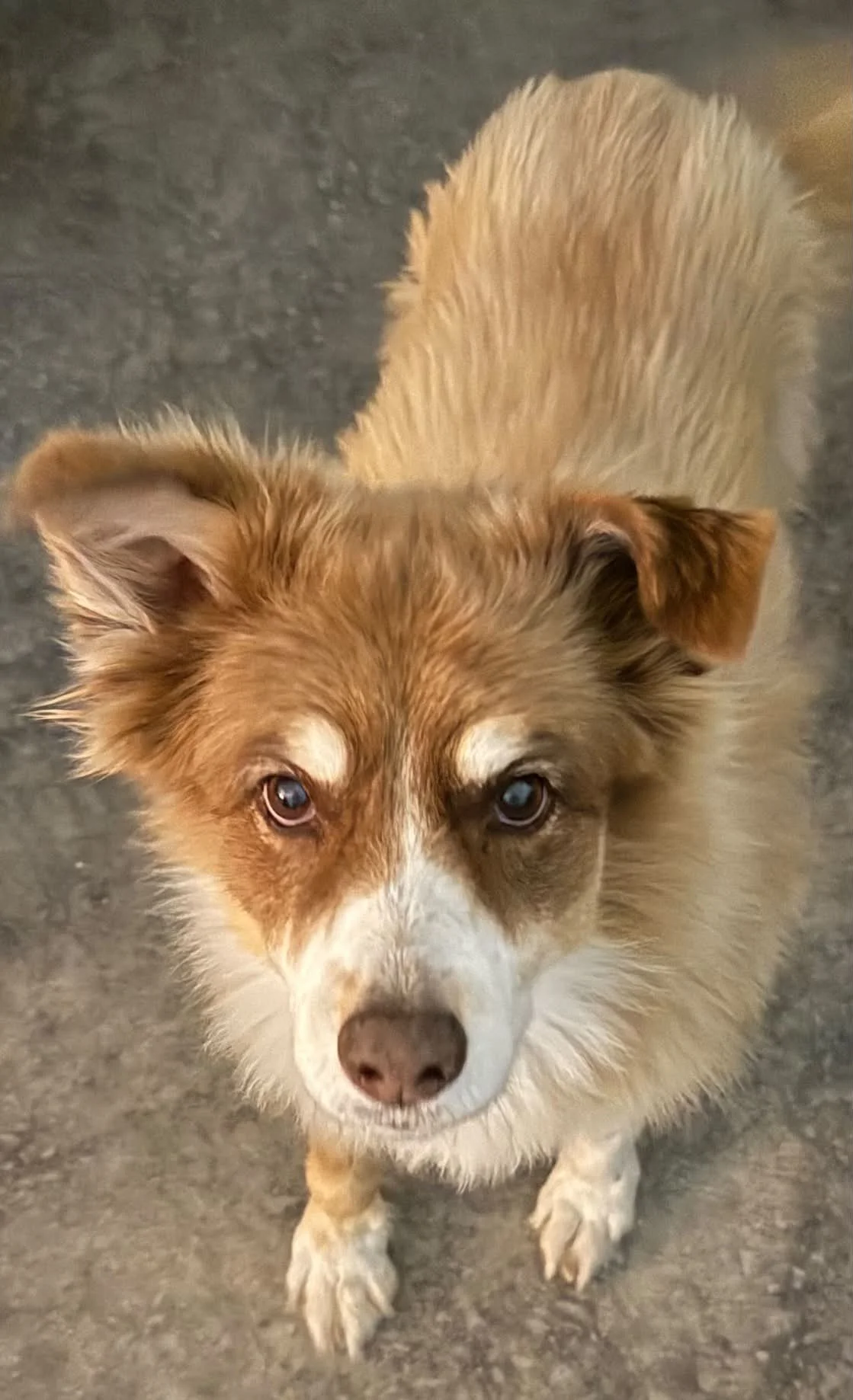 🚨 COURTESY POST: MISSING DOG 🚨

Please keep an eye out for SADIE, a 16-year-old dog who is missing in Blue Ridge.

SADIE was last seen on Bentwood Lane. 

If you see SADIE or have any information about where she may be, please contact Rhonda Morris