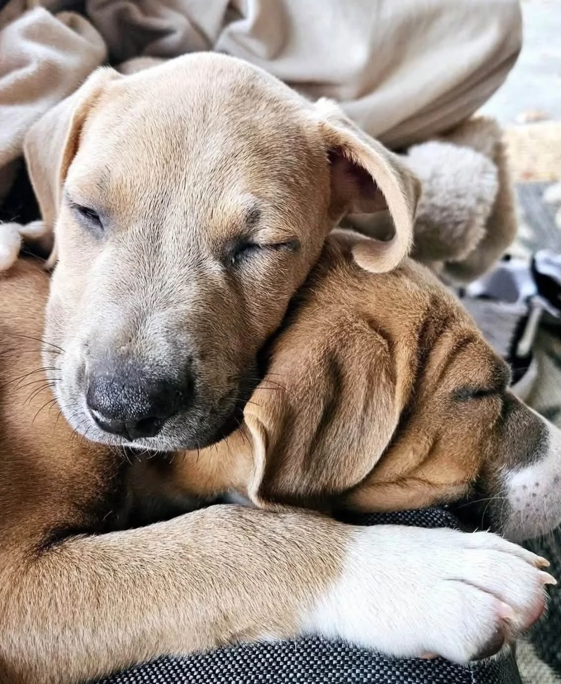 We have a special adoption update for you from our Humane Society of Blue Ridge Operations Manager, Angela King-Arotin 🥹🫶🏽

"Here is the story of Wyatt and Hooch, formally Jonathan and Drac.  They came to HSBR after surviving Hurricane Helene