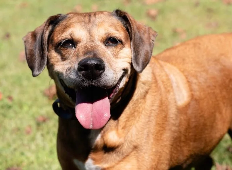Meet HONEY BUN! 

HONEY BUN came to us in August after being rescued from a hoarding situation in rural Tennessee. When help was needed, we were able to step in and give this girl a safe place to land, heal and start figuring out what comes next.

An