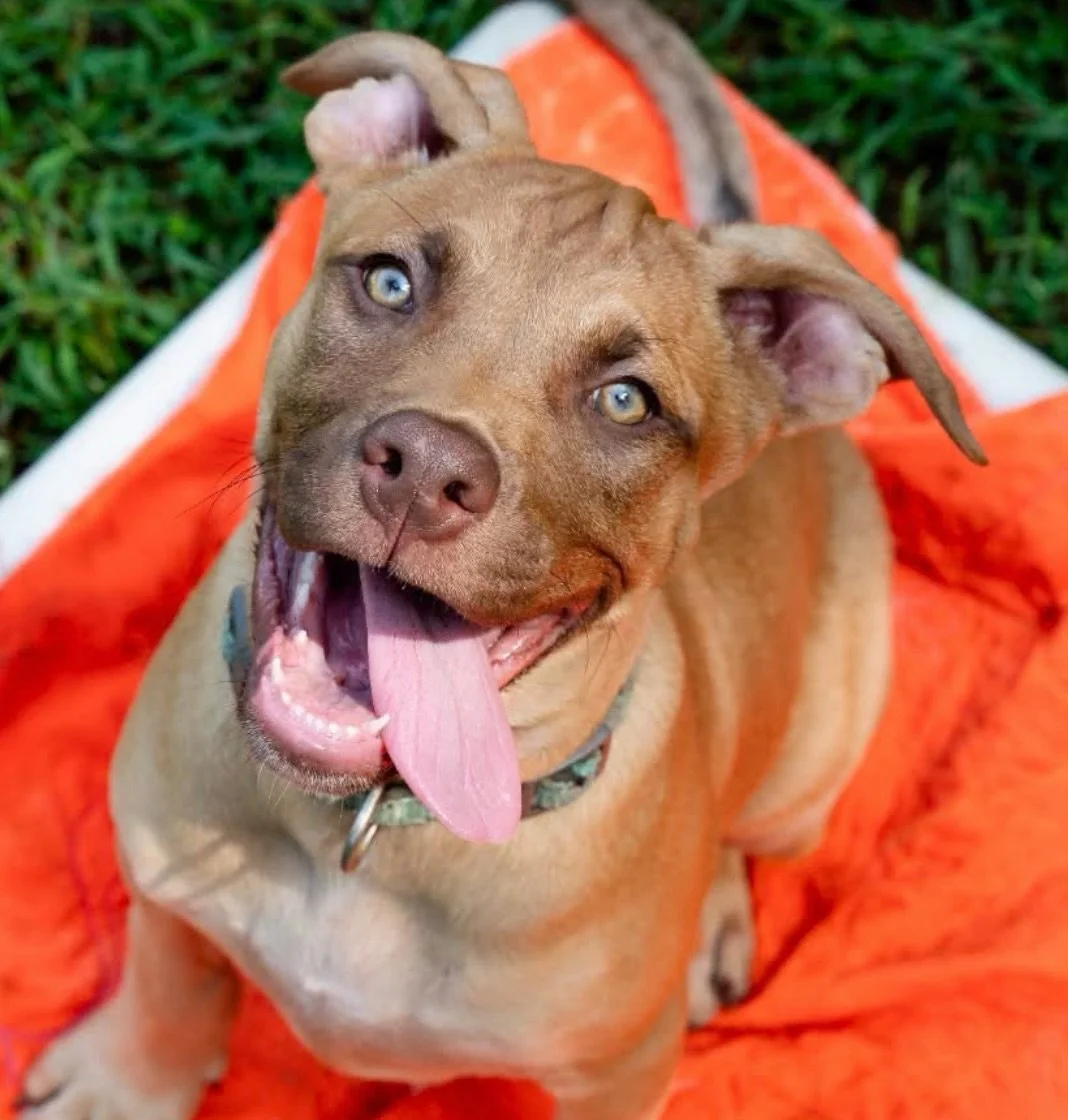 Two puppies, two very cute reasons to stop by @humanesocietyblueridge 🥹

PHINEAS and APPLEJACK are both looking for homes! They&rsquo;re social, playful and always ready to make a new friend.

If you&rsquo;ve been thinking about adding a puppy to th